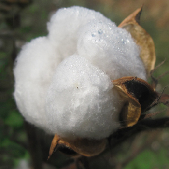 Los Angeles cotton, one of the 3 ingredients in a high-quality latex mattress