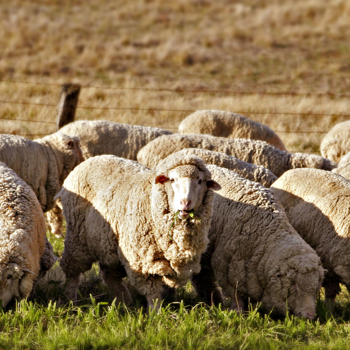 Los Angeles wool, one of the 3 ingredients in a high-quality latex mattress